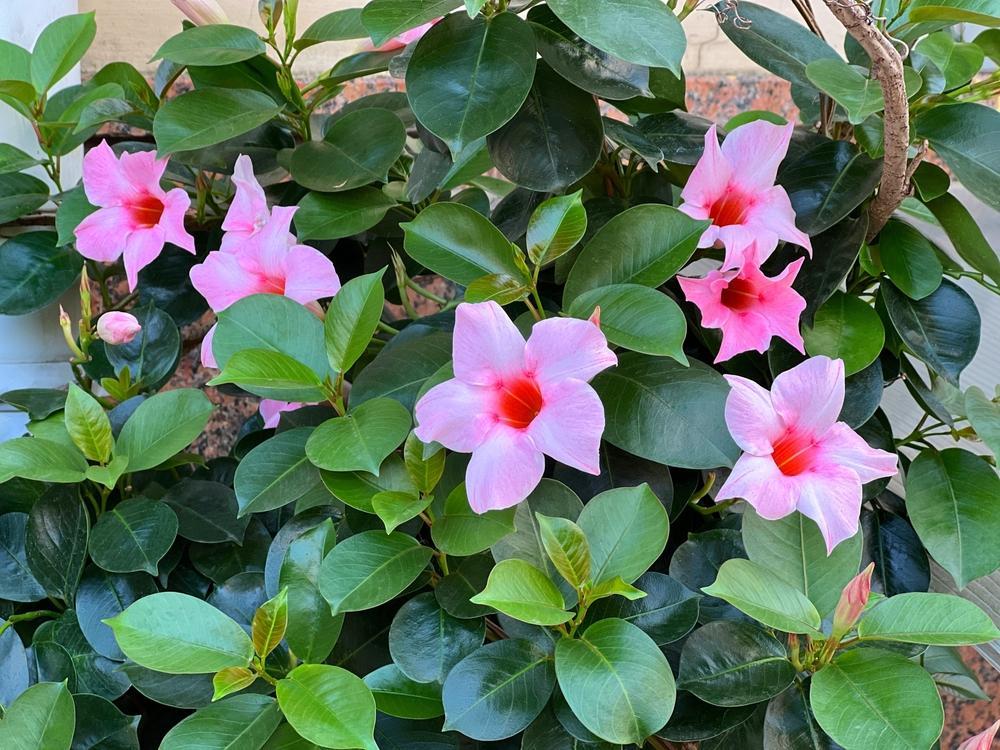 8.5" (21cm) Mandevilla - Medium Leaf Pink Quartz - G5333