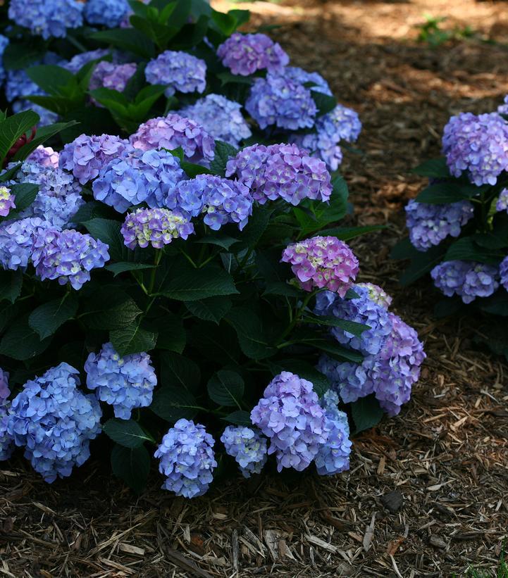 5G Hydrangea mac. Let's Dance 'Blue Jangles' L.D. Blue Jangles® Reblooming hydrangea: Patent PPAF 1012229