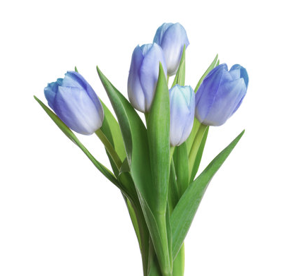 6" Tulip - Blue