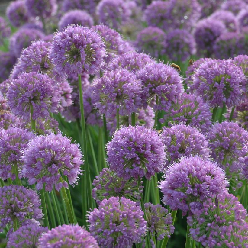 1G Allium 'Serendipity' - Ornamental Onion - (Wild Flowering Onion) - 1011686