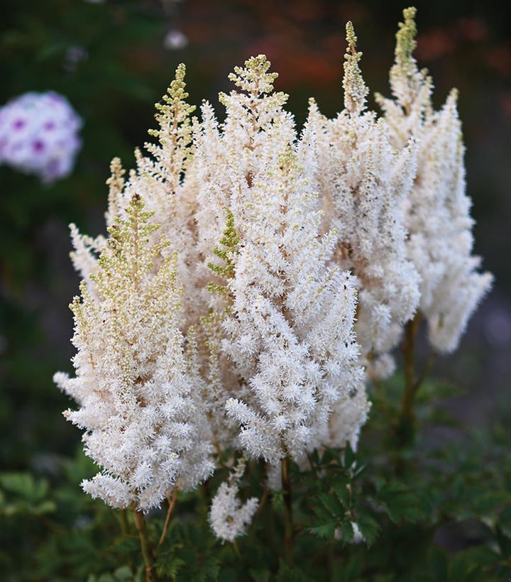 8" Astilbe Chinensis You and Me 'Together' - White - 1020193