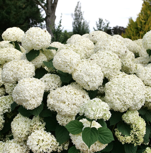 1G PW Hydrangea - Incrediball Storm Proof