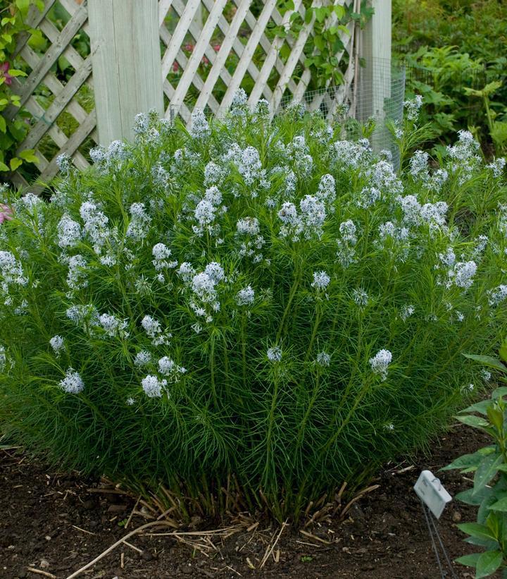 1G Amsonia Hubrectii - Narrowleaf Blue Star - 1001531