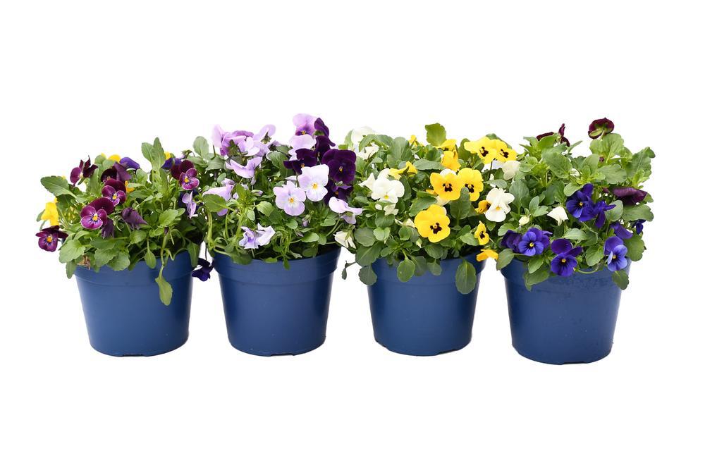 Sunny Valley Farms Pansy & Viola