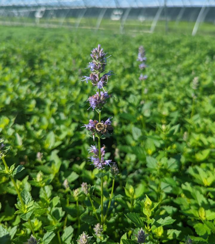 1G Eco Pot Agastache Foeniculum - Anise Hyssop - 1021841