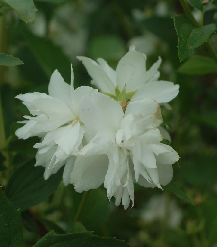 3G Philadelphus Buckleys Quill Buckleys Quill (Mock Orange)