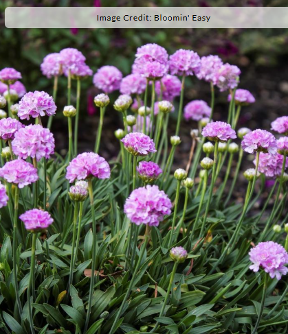 1G Armeria pseudarmeria Dreameria - 'Sweet Dreams' - 1023085