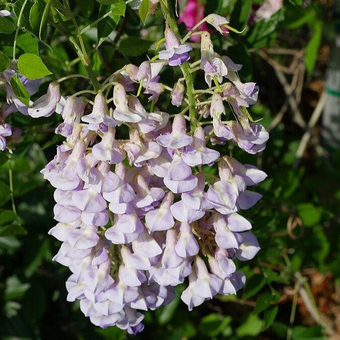 Blue Moon Wisteria