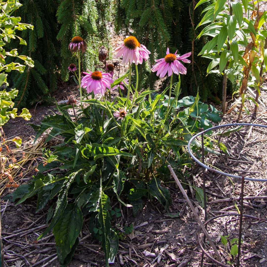 Ruby Star Echinacea
