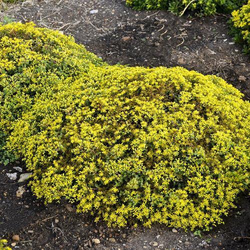 Rock 'N Low™ Yellow Brick Road Stonecrop