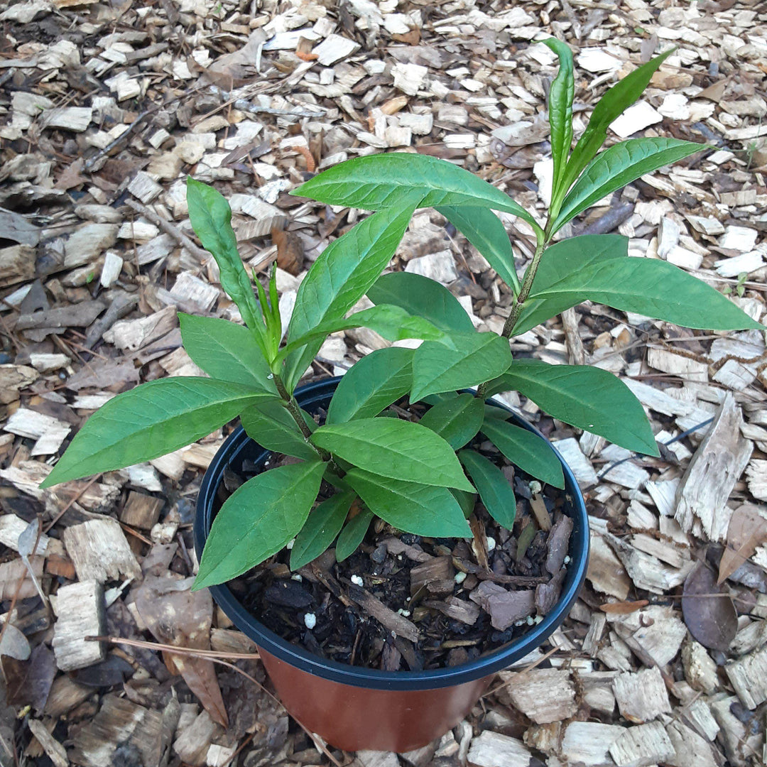 Phlox paniculata ‘Jeana’  - Jeana Garden Phlox