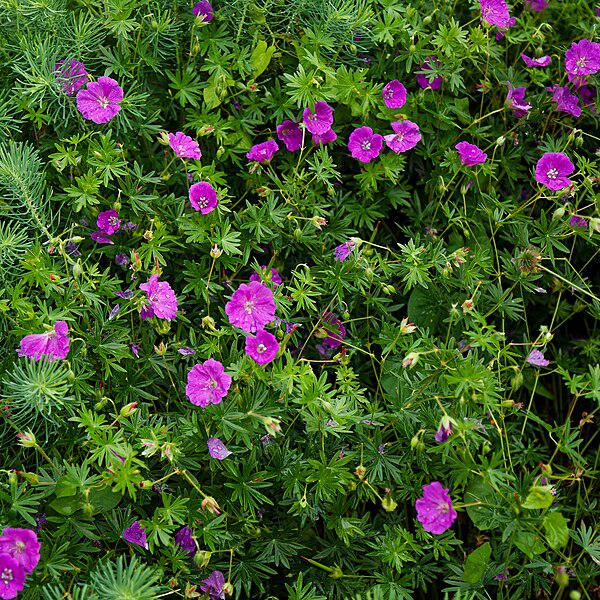 New Hampshire Purple Geranium