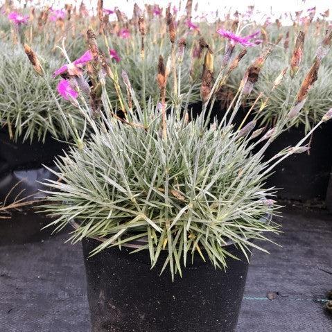 Firewitch Dianthus, Cheddar Pink