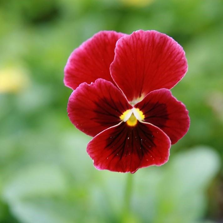 Penny™ Red Blotch Viola