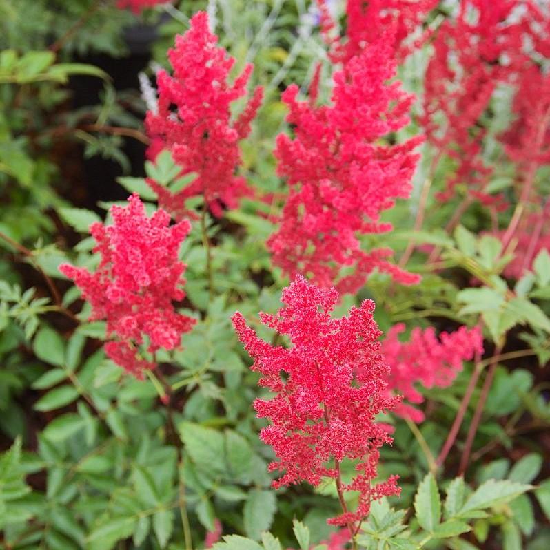 Fanal Astilbe