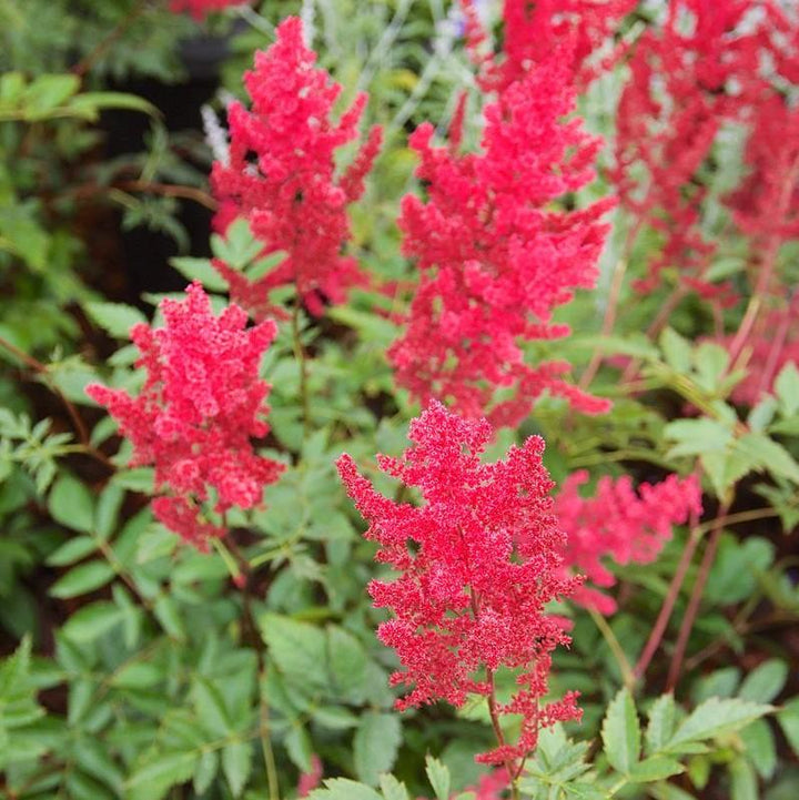 Fanal Astilbe