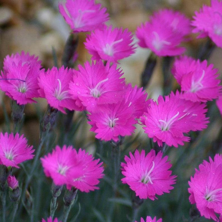 Firewitch Dianthus, Cheddar Pink