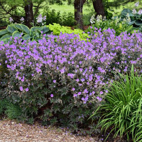 Boom Chocolatta Cranesbill