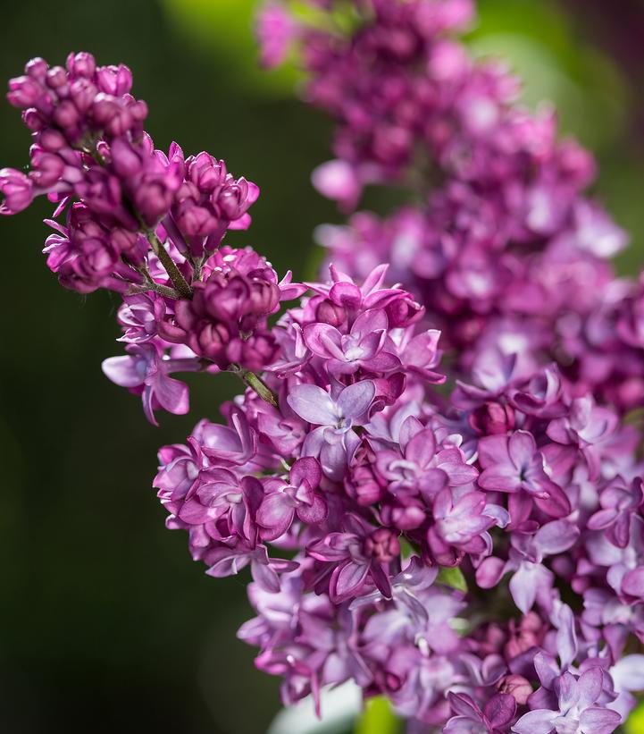 5G Syringa X 'Virtual Violet' - Lilac - 1014946