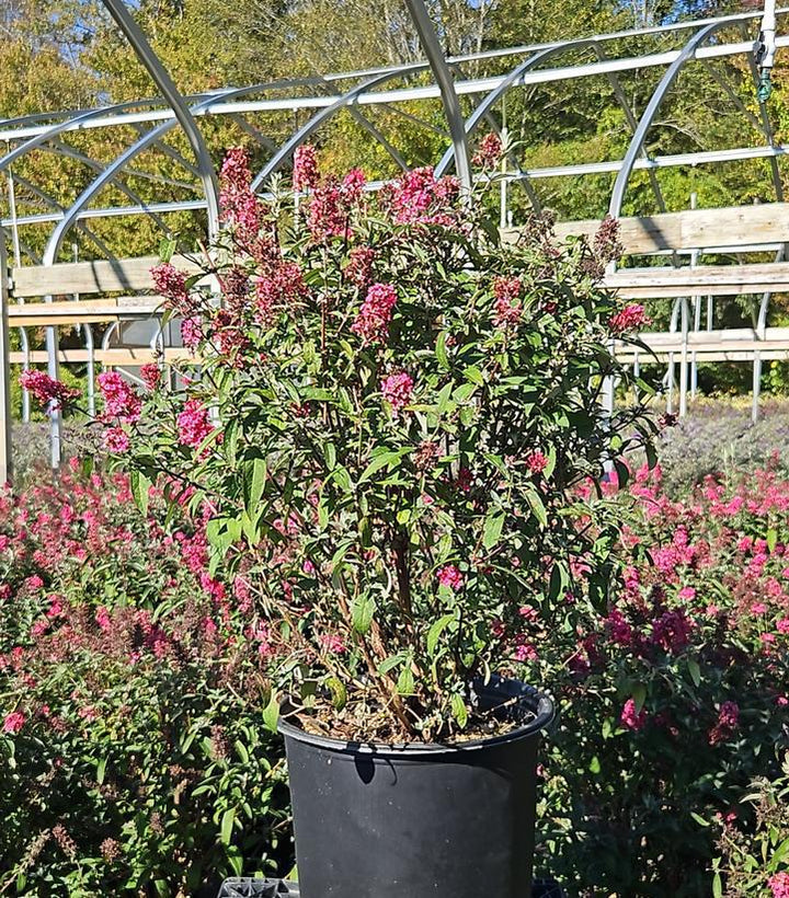 3G Buddleia Monarch 'Prince Charming' - Butterfly Bush - 1020543