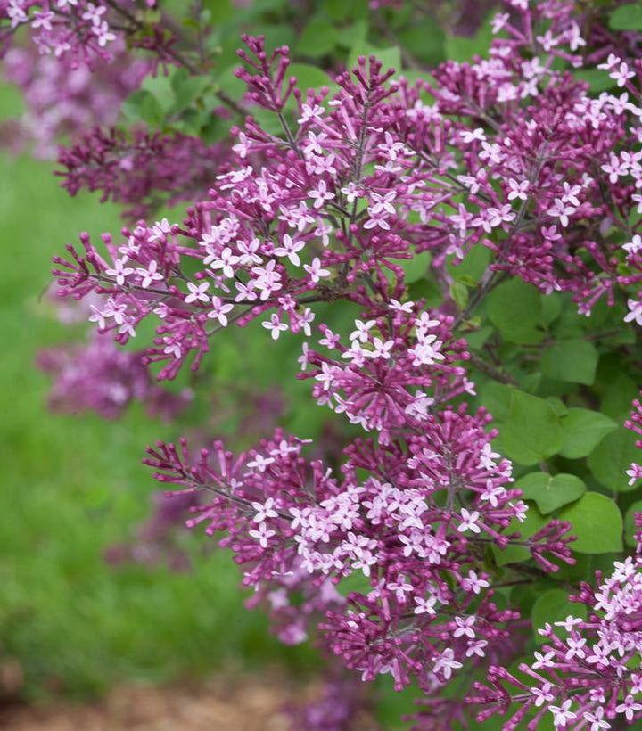 3G Syringa X 'Bloomerang Dark Purple' - Reblooming Lilac -1007207