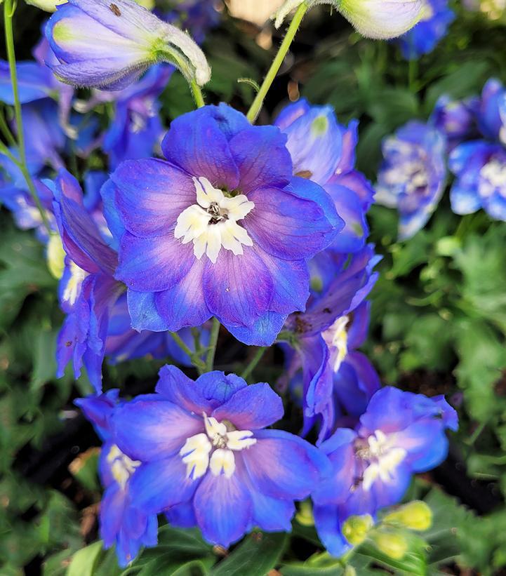 1G Delphinium New Zealand 'Cobalt Dreams' - Larkspur - 1021891