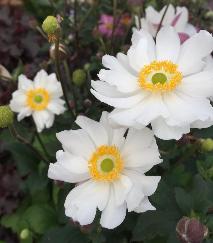 1G Anemone Fantasy 'Snow Angel' - Windflower - 1012280