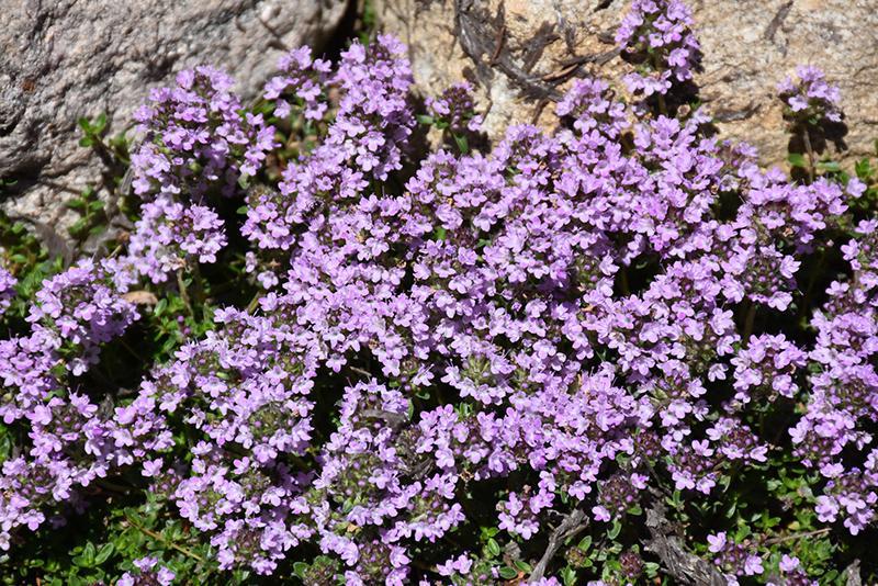 3" Thymus praecox 'Purple Carpet' Purple Carpet Creeping Thyme JC (Purple Creeping Thyme) 1002795