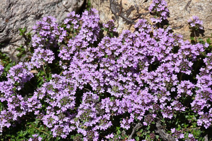 3" Thymus praecox 'Purple Carpet' Purple Carpet Creeping Thyme JC (Purple Creeping Thyme) 1002795