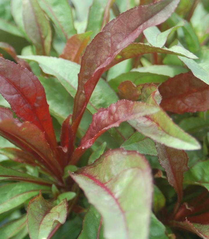 2G Pieris X 'Avalanche" - 1002499