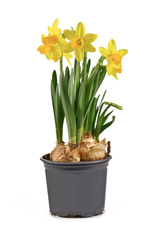 4" Daffodil Mini 3ppp F0193 F4435