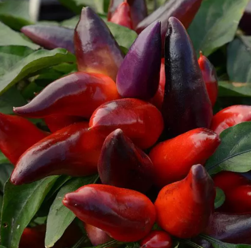 6.5" Ornamental Pepper - Wicked
