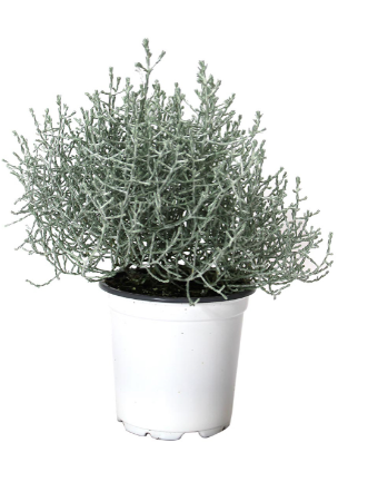 4" Calocephalus Silver Bush T1018