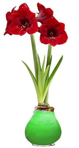 Netherland Bulb Company - Hippeastrum (Amaryllis) Waxz 30/32cm - 1232962686
