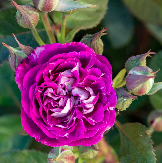 3G Rose Bush - 'Fly So High' - Pink / White Climbing Rose