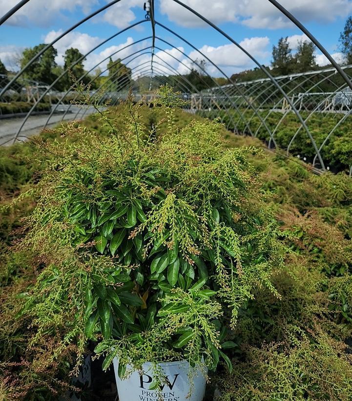 3G Pieris 'Interstella' - 1011022