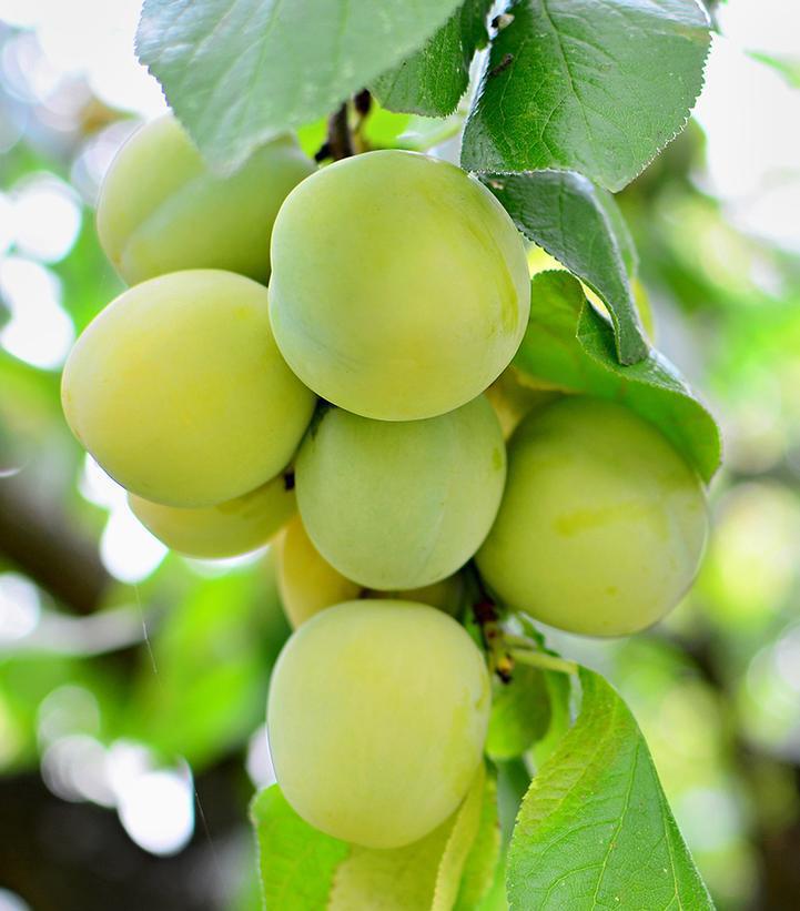 7G Prunus 'Green Gage' - European Plum Tree - 1007099