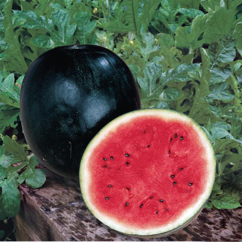 1G Watermelon 'Sugar Baby' Sugar Baby Watermelon 1013131