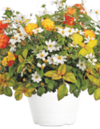 11" Rockford Patio Pot 'Marshmallow Delight'