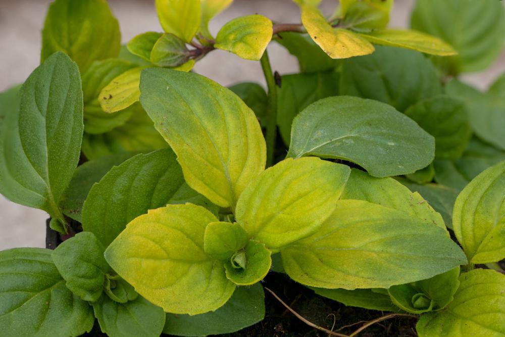1G Mentha 'Berries & Cream' - Peppermint - 1005632