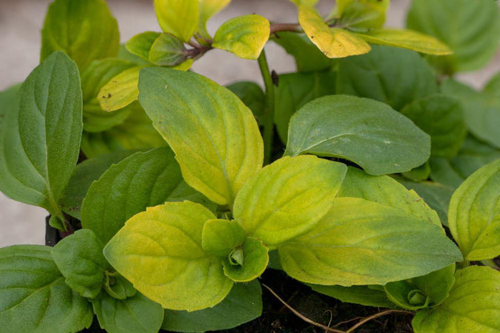 1G Mentha 'Berries & Cream' - Peppermint - 1005632