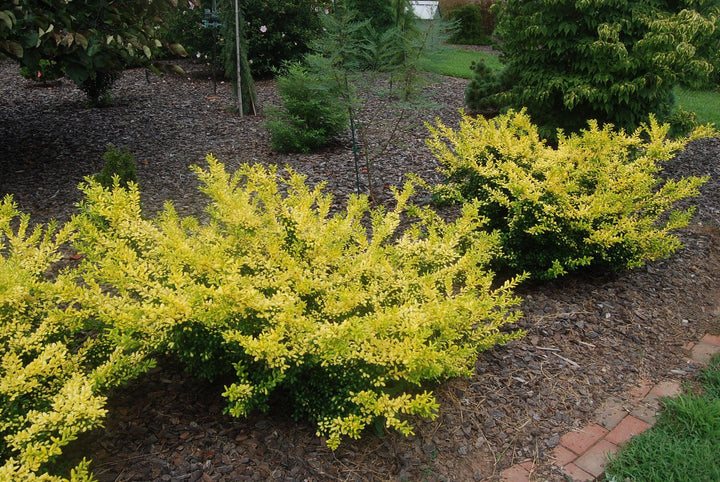 3G Ilex crenata Drops of Gold Drops of Gold Japanese Holly