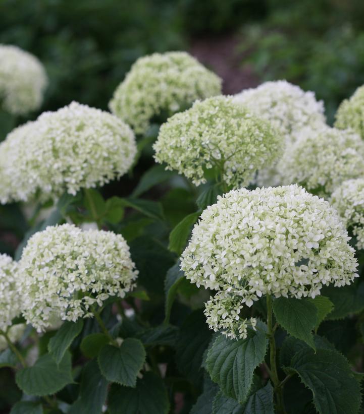 3G Hydrangea Arborescens Invincibelle 'Limetta' - 1009196
