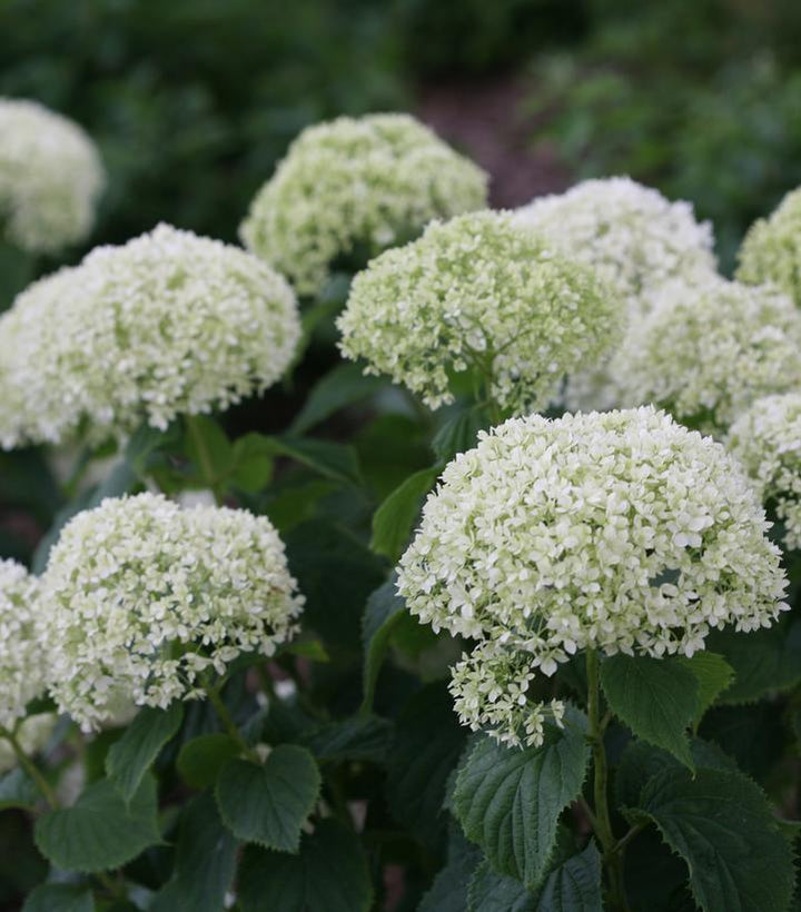 3G Hydrangea Arborescens Invincibelle 'Limetta' - 1009196