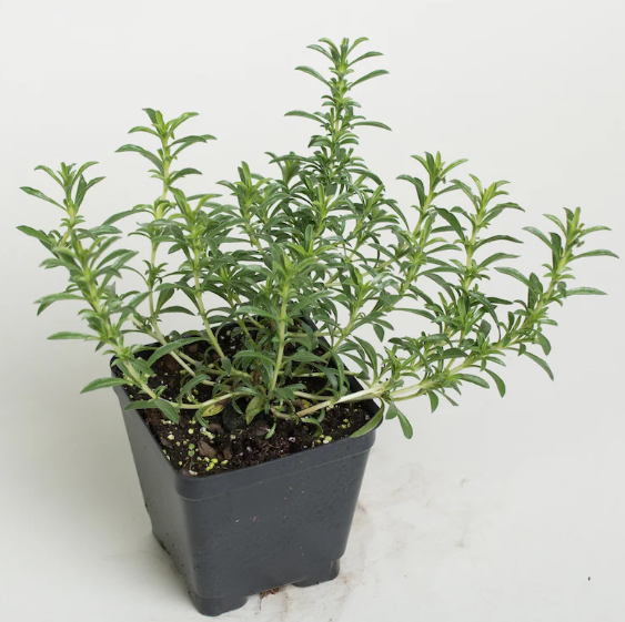 4" Herb - Winter Savory