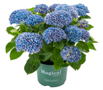 6.5" (17cm) Hydrangea Multi Magical Blue - G2602