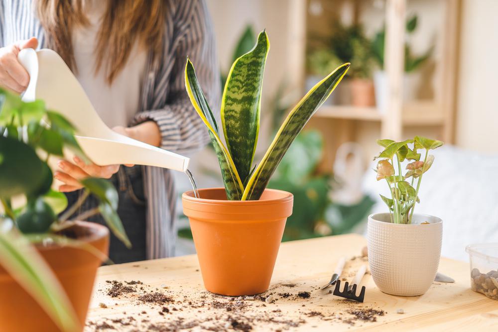 6" Sansevieria (Snake Plant)