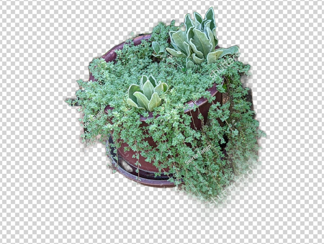 4.5" Herb - Thyme Woolly