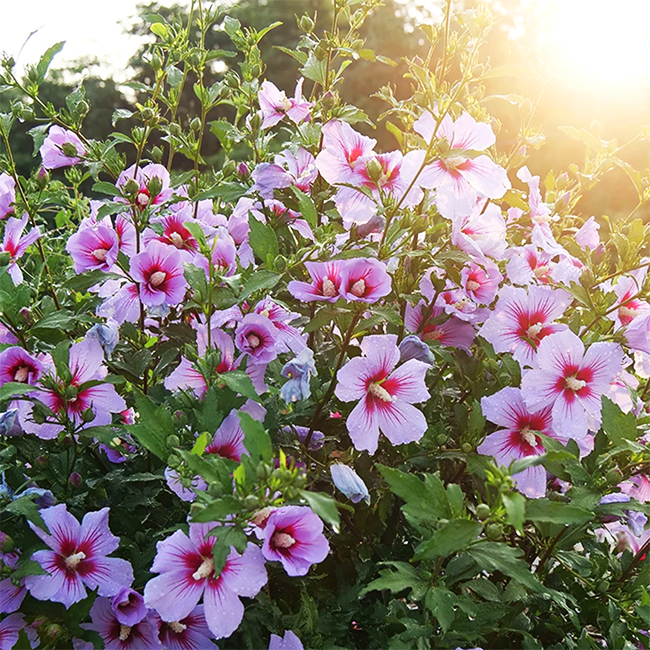 3G Hibiscus syriacus Orchid Satin® ('ILVO347') Orchid Satin® Rose of Sharon: Patent PPAF