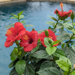 8.5" PW Hibiscus Standard - Hot Shot Red - T4478